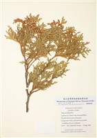 藏品(北美香柏)的圖片